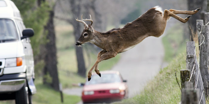 Oh Deer! It's Peak Season for Deer-Car Collisions