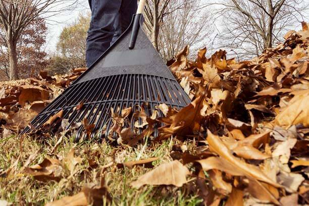What to Do with Leaves in Your Yard (7 Lawn Care Tips) | Farm Bureau ...
