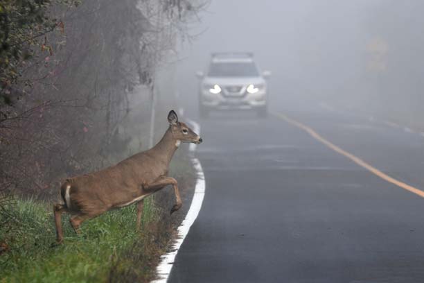 critter encounters: avoiding animal collisions on the road  - Proper ways to respond to critter encounters