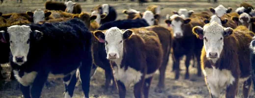 7 Ways to Protect Livestock from Predators | Farm Bureau Financial Services