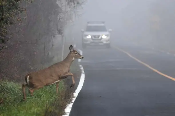 critter encounters: avoiding animal collisions on the road - Driving strategies to minimize critter encounters